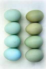 оригинально красим яйца на Пасху с помощью натуральных красителей из зелени