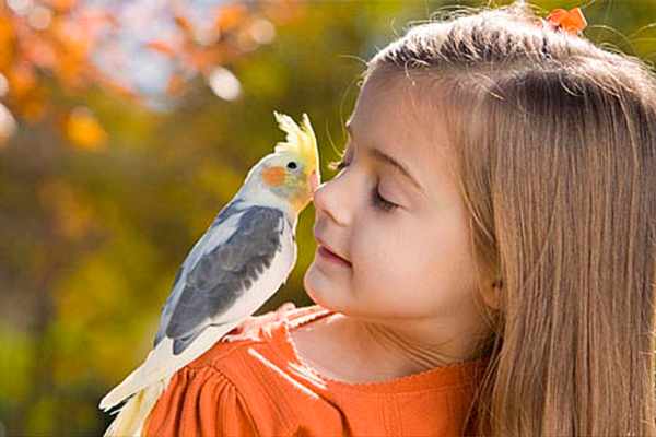 детские загадки про птиц: канарейка