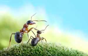 детские стихи про насекомых: муравей