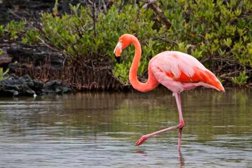 загадки про птиц для детей с ответом фламинго