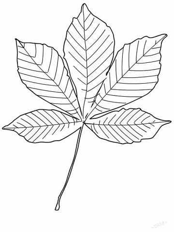 осенние листья для вырезания из бумаги 17