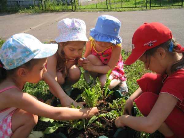 Четверо детей рассматривают растения на участке ДОУ