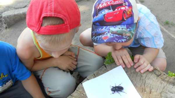Мальчики рассматривают жука