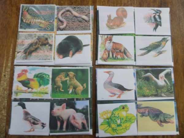 Маленькие карточки с животными на больших карточках