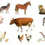 Домашние животные вокруг коровы
