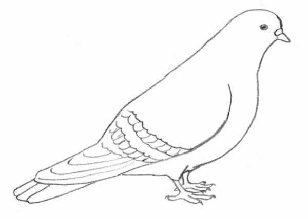 Готовый рисунок сидящего голубя
