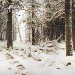 Картина И. Шишкина Зима