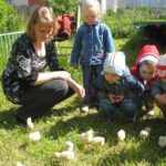 Дети и воспитатель рассматривают цыплят на траве