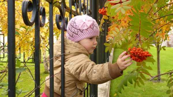 Девочка расматривает ягоды рябины