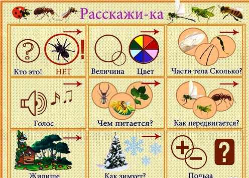 Схема описания насекомого
