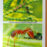 Картинки с изображениями муравьёв