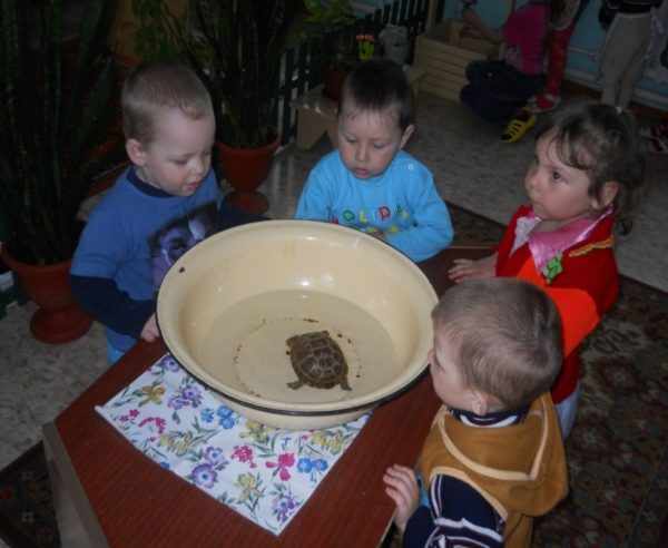 Четверо детей наблюдают за черепахой