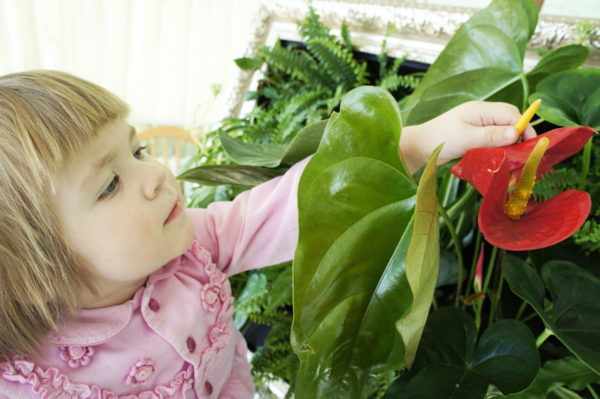 Девочка рассматривает комнатное растение