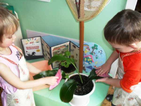 Дети вытирают листья комнатного цветка