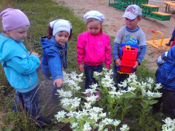 Дети наблюдают за весенними цветами на площадке