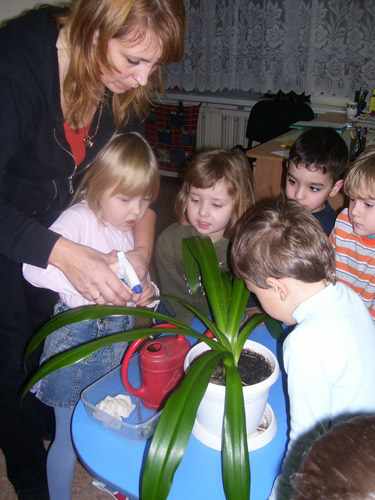 Дети средней группы вместе протирают листья растения
