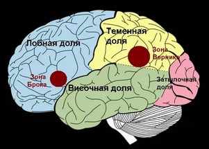 Кора головного мозга (схема)