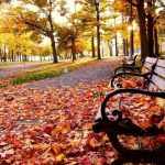 Скамейка в парке, обсыпанная листьями