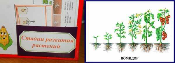 Стадии развития растений