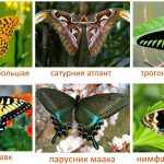 Шесть карточек с бабочками