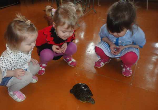 Три девочки сидят на корточках и наблюдают за черепахой