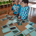 Два мальчика стоят перед столом, на котором разложены карточки с изображениями животных