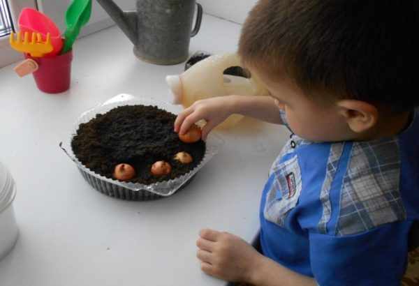 Мальчик высаживает лук в подготовленные лунки в миске с почвой