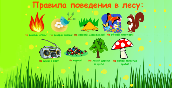 Плакат с правилами поведения в лесу
