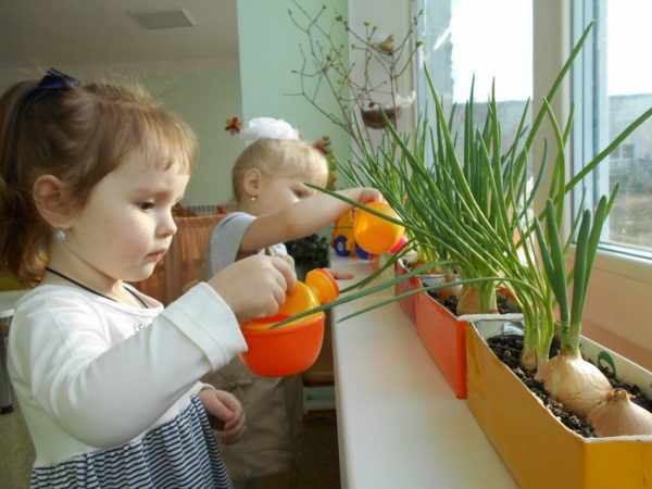 Маленькие девочки поливают из леечек огородные растения на окне