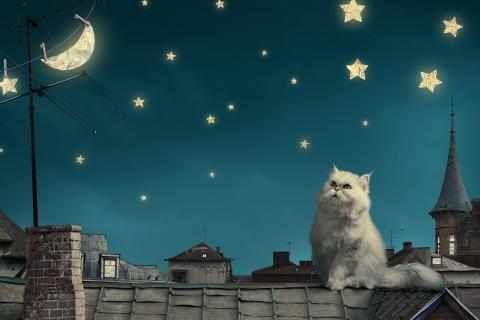 Белый кот ночью на крыше