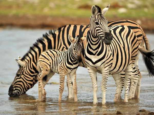 Три зебры (две большие и маленькая) на водопое