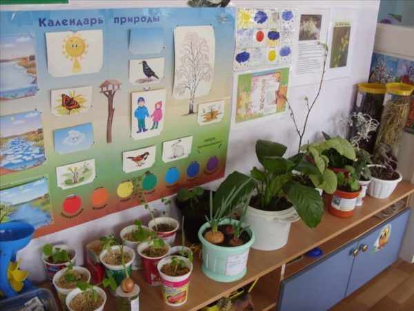 Уголок природы в детском саду: множество растений