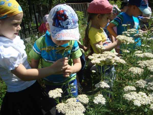 Дети на полянках рассматривают белые зонтичные цветочки