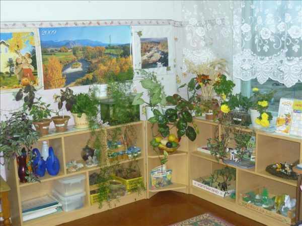 Экологический уголок с комнатными растениями на полках