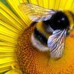 Пчела на жёлтом цветке
