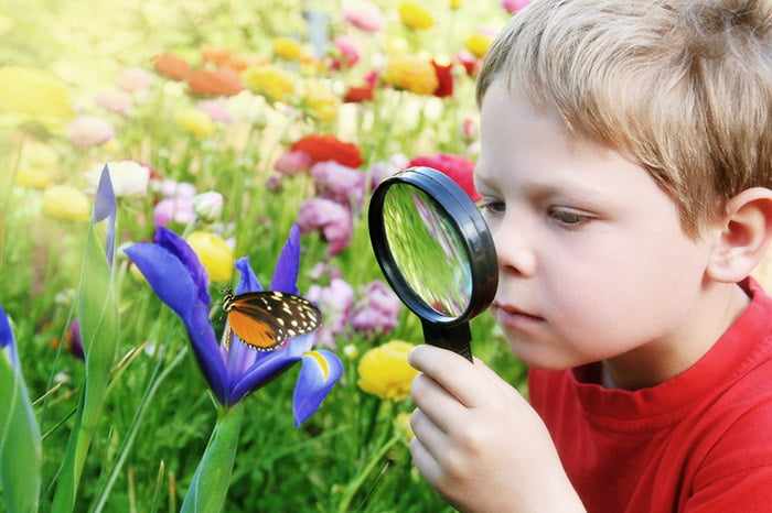 Ребенок рассматривает бабочку через лупу