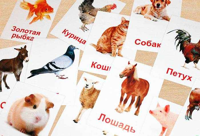 Карточки с животными по методике Домана