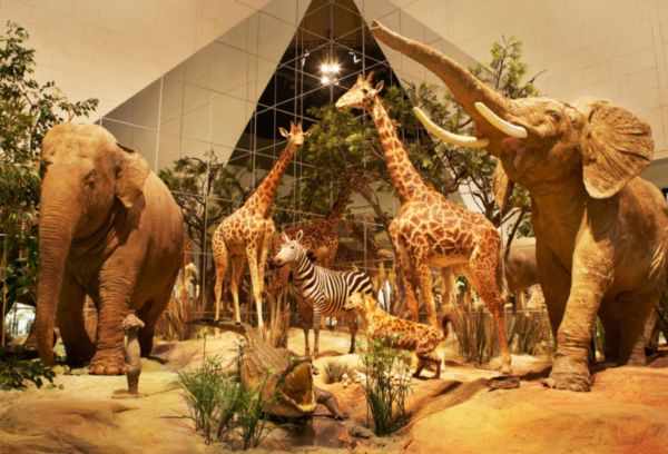 Зоологический музей Дарвина