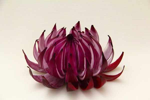 Цветок лотоса из лука