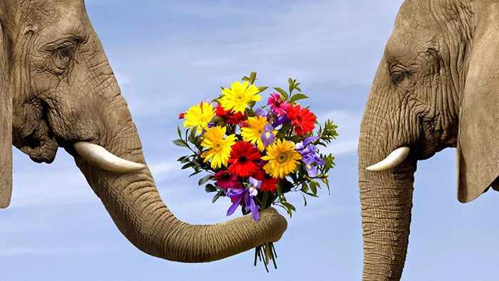 Слон дарит слонихе букет