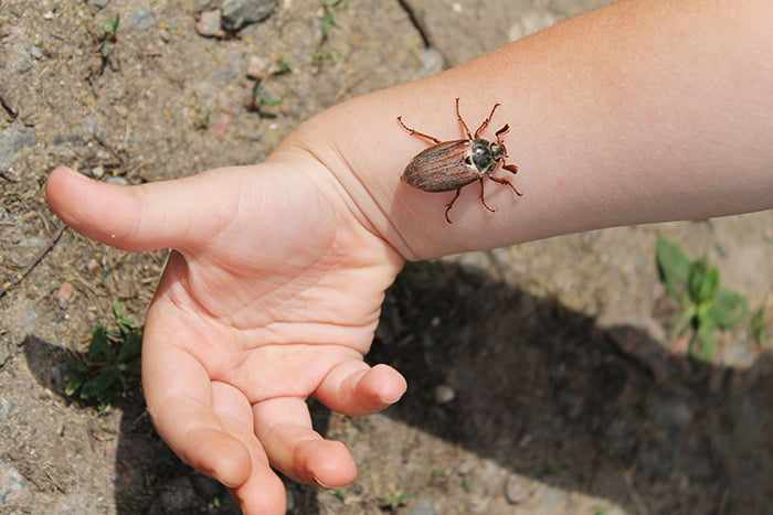 Майский жук на руке ребенка