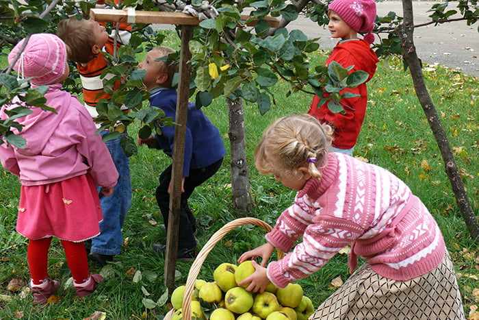 Дети собирают урожай яблок