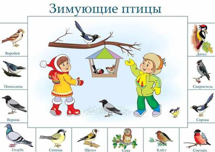 Картинки для детей - зимующие птицы