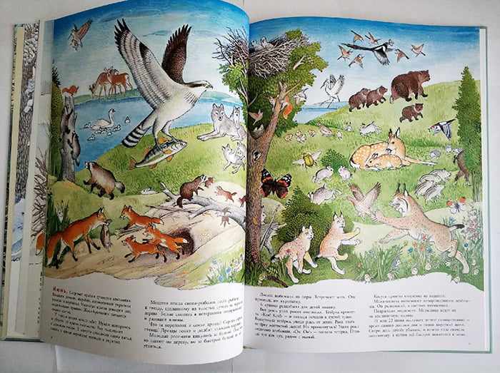 Разворот детской книги про животных