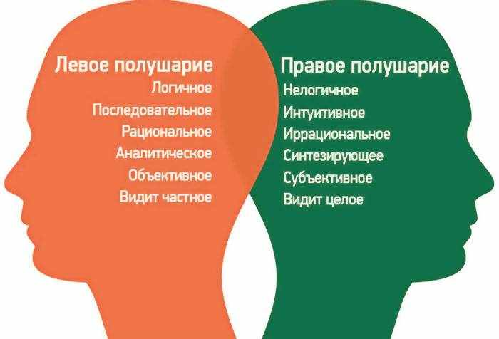Функции правого и левого полушария мозга