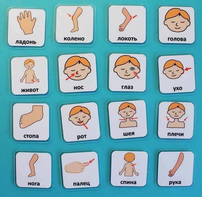 Карточки Части тела для малышей