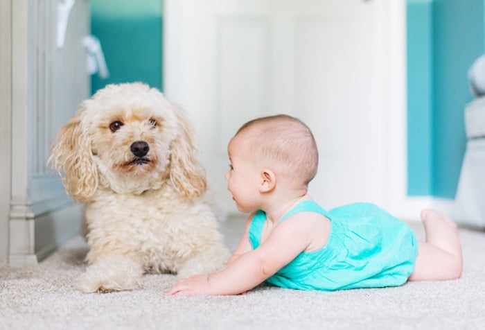 Маленькая девочка с собакой