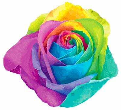 разноцветная роза